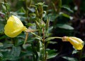 Pupalka rudokališní<br>Oenothera glazioviana<br>Místo: Bezděkov<br>Datum pořízení: 23.8.2014